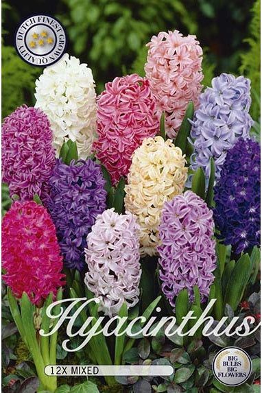 Hyacinth Orientalis Mix 12-pakning